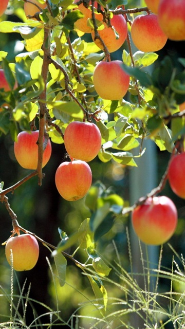 Apple_Tree.jpg